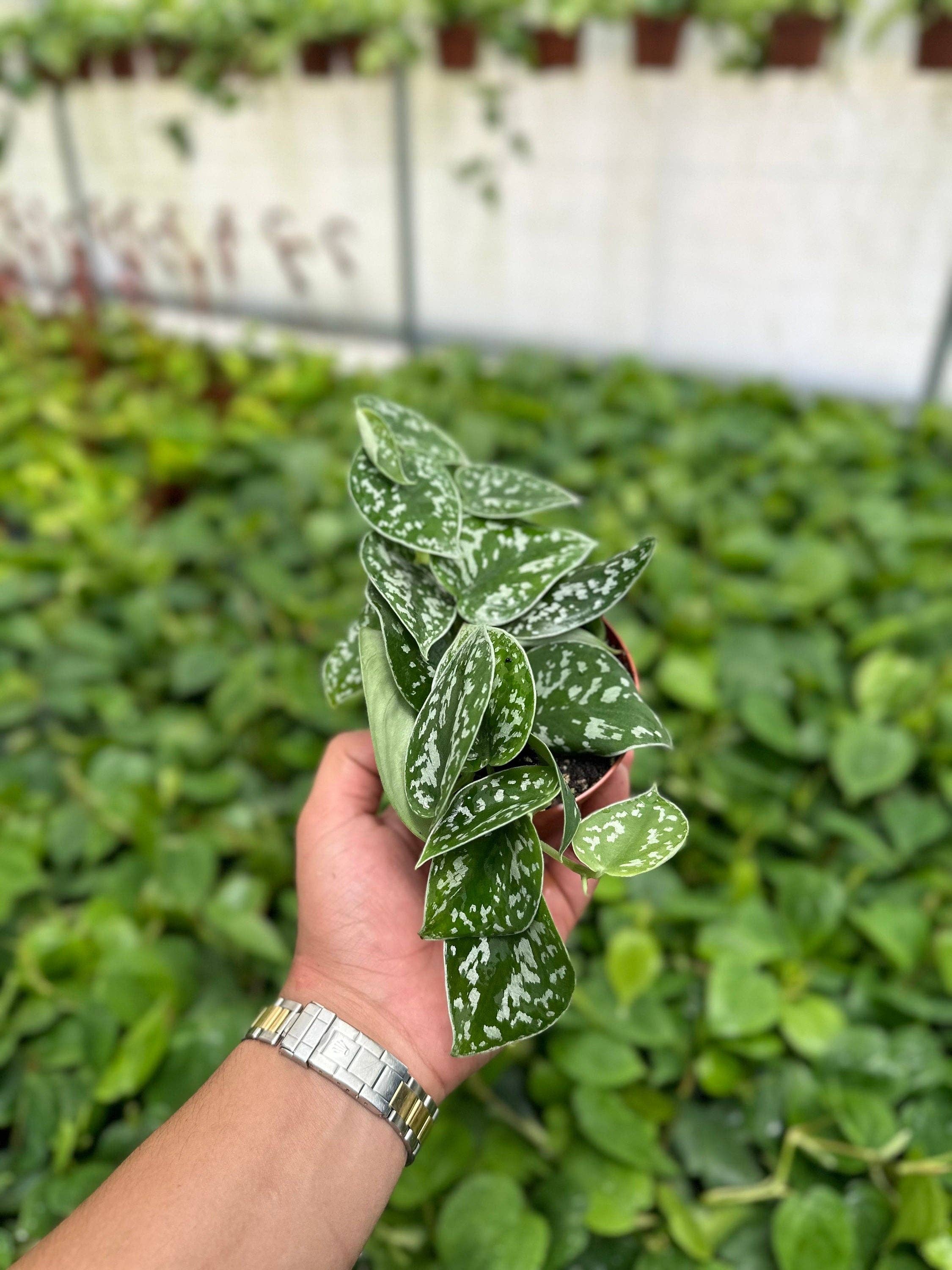 Trailing Satin Pothos Scindapsus Pictus Argyraeus