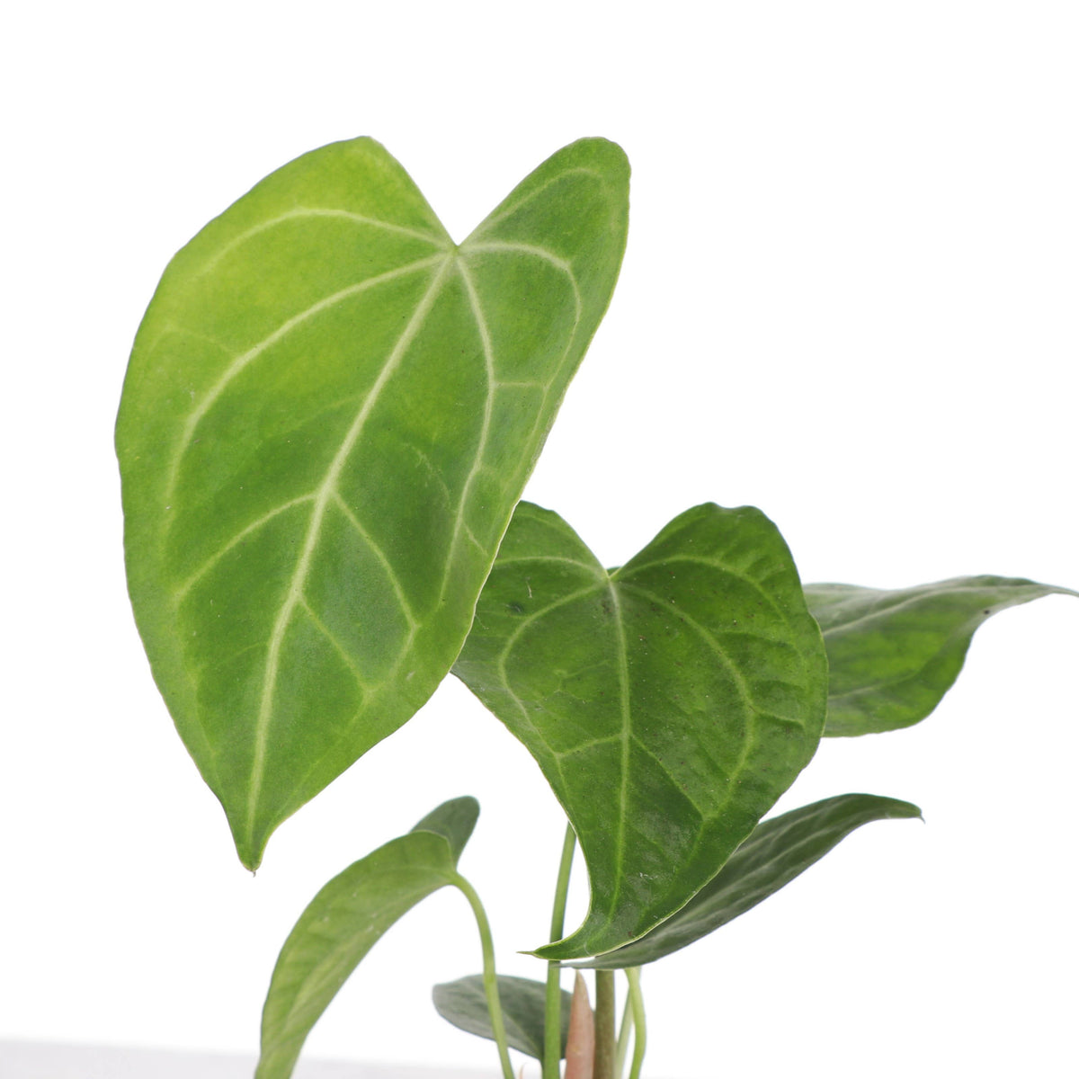 Anthurium Clarinervium - 4" Live Plant