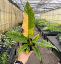 Ring of Fire Philodendron - 4" Live Plant