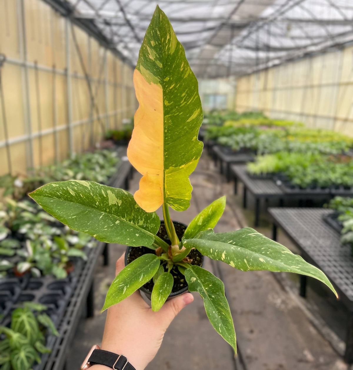 Ring of Fire Philodendron - 4" Live Plant