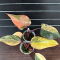 Philodendron Strawberry Shake variegated