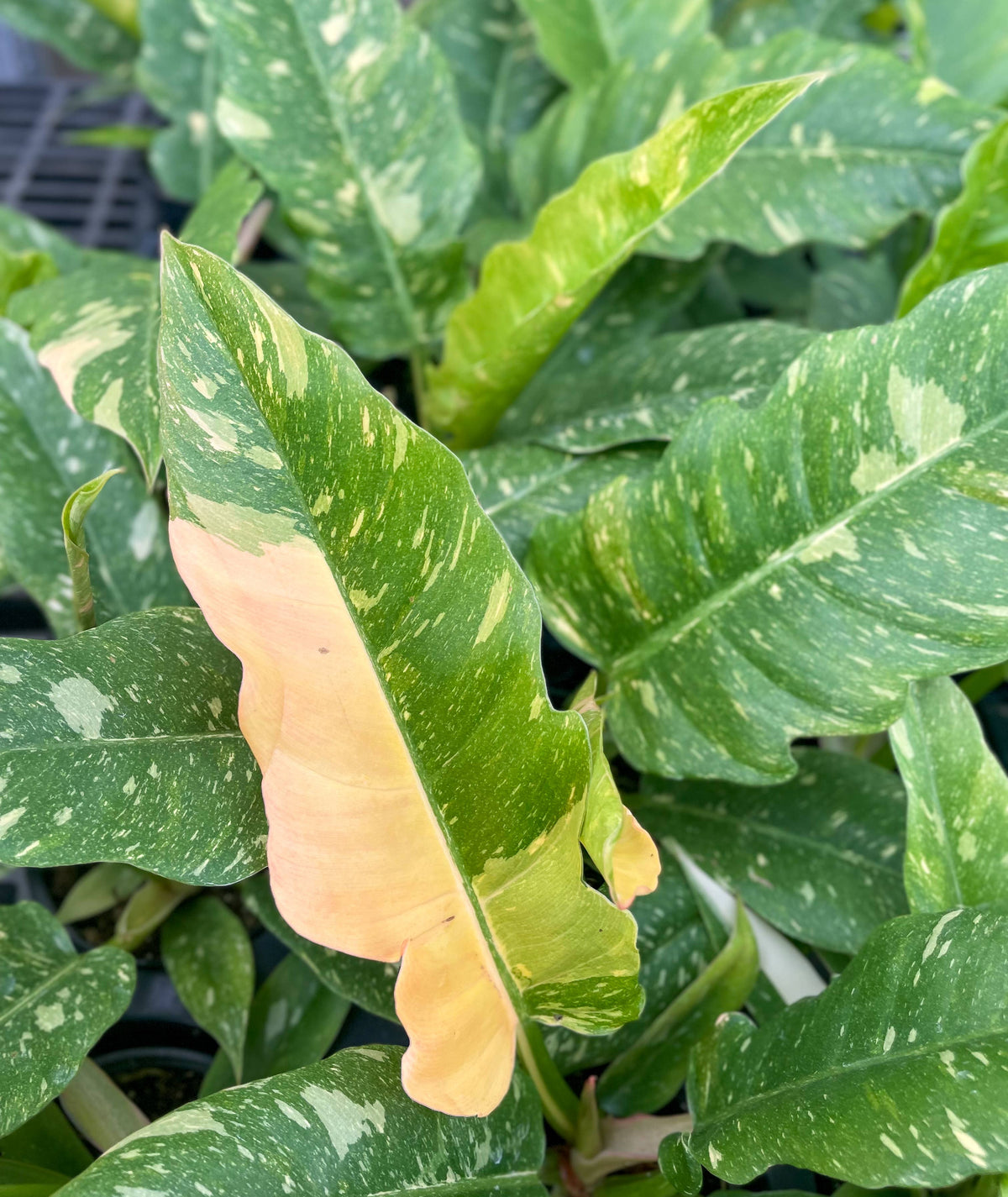 Ring of Fire Philodendron - 4" Live Plant