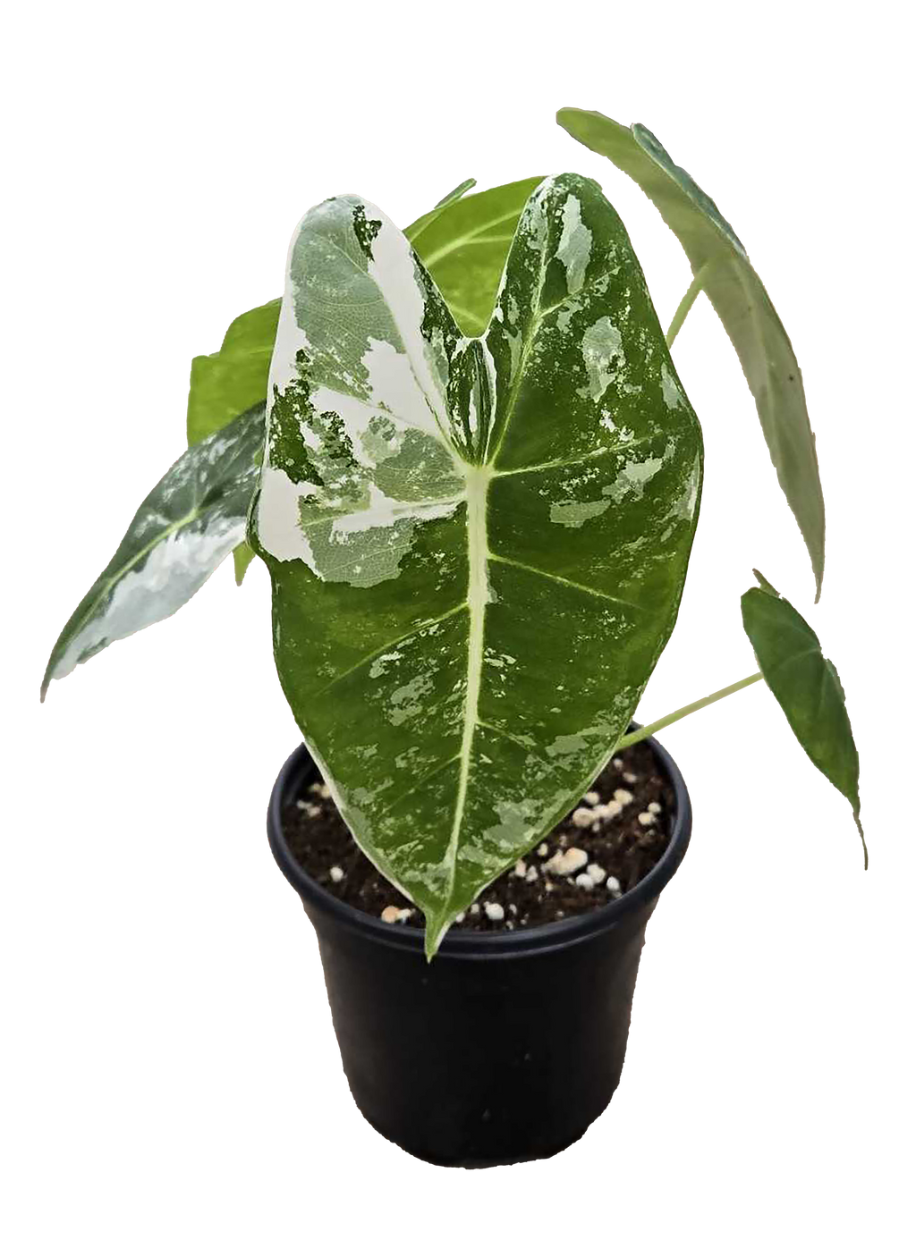 Alocasia Frydek Variegated 4 inch Grower Pot