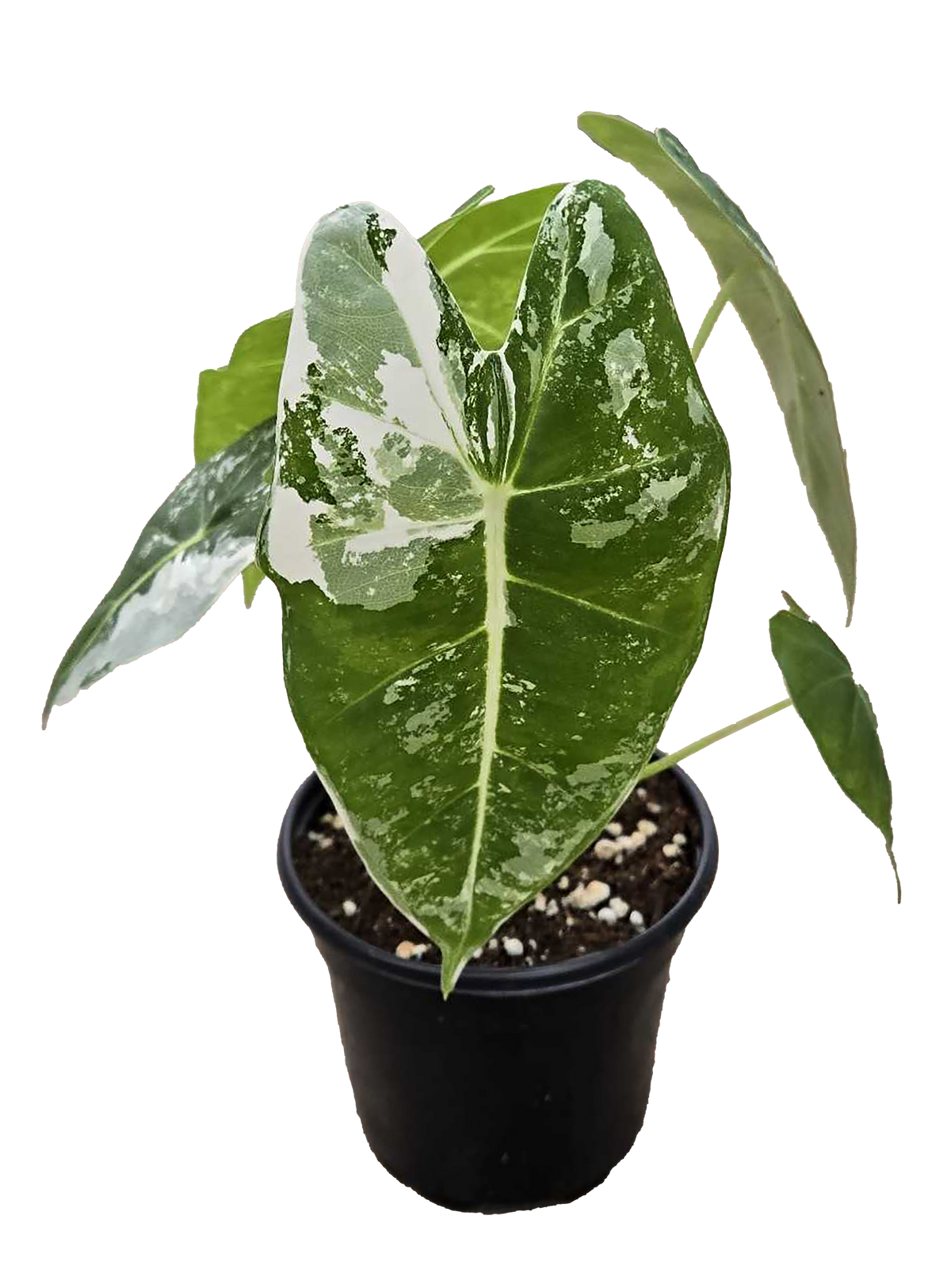 Alocasia Frydek Variegated 4 inch Grower Pot