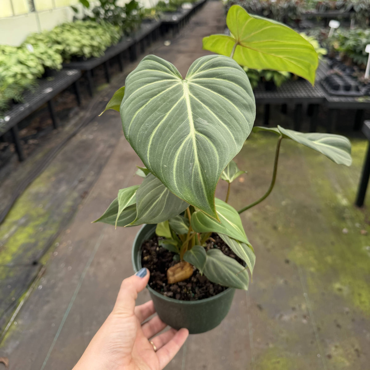 Philodendron Gloriosum Dark Form - 6" Live Plant