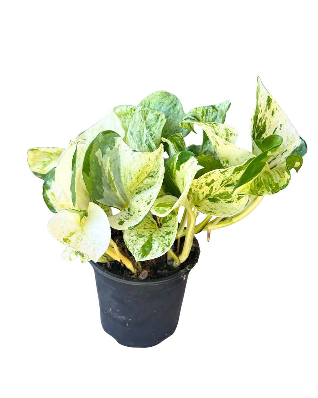 4" Pothos Manjula - Epipremnum Aureum Manjula – Wholesale