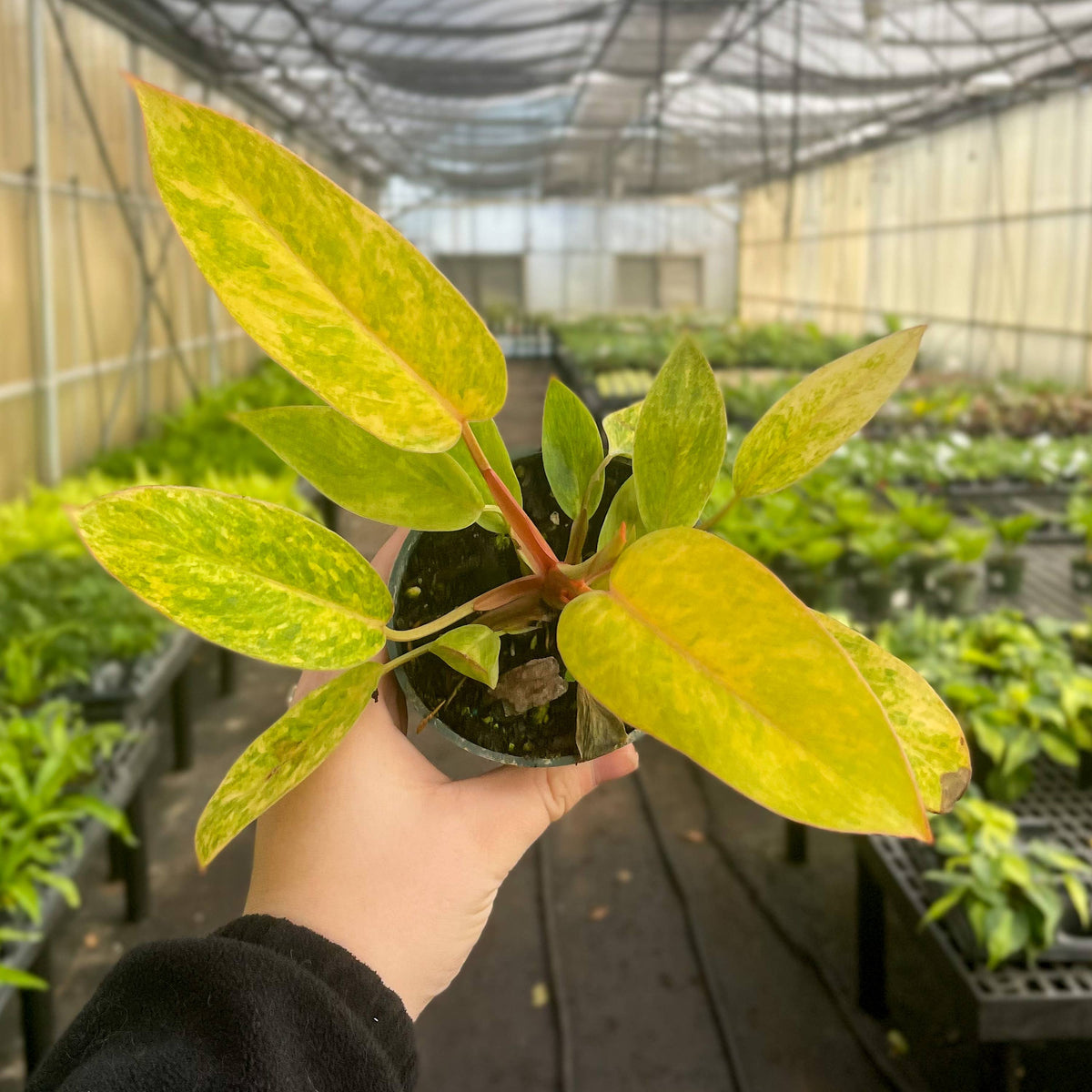 Painted Lady Philodendron - Live Plant - Rare