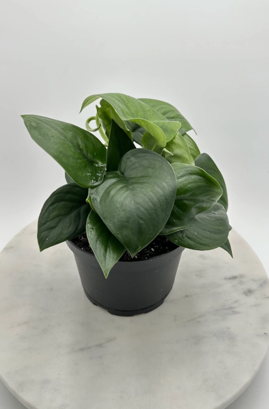 Scindapsus Jade Satin - 6" from MyPlants