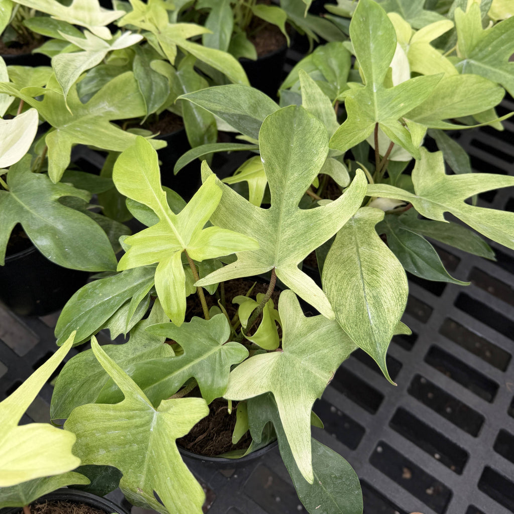 Florida Ghost Philodendron - 5.5" Live Plant - Rare Species