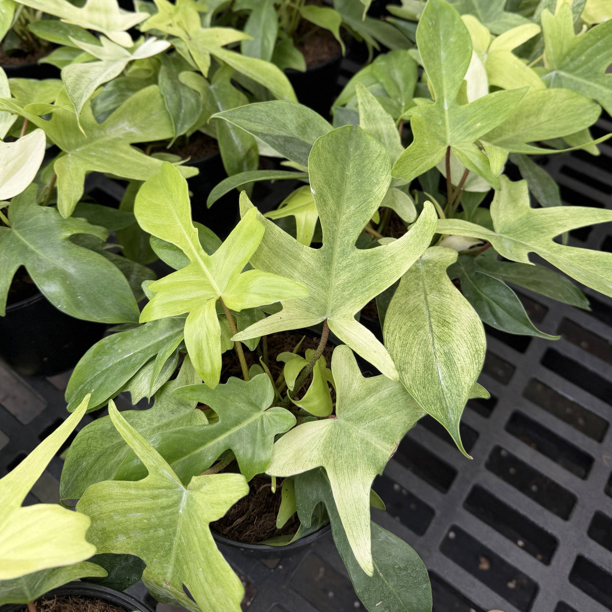 Florida Ghost Philodendron - 5.5" Live Plant - Rare Species