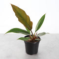 Choco Empress Philodendron - 4" Live Plant