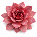 Sempervivum 'Temby' "Hen & Chicks"