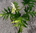 Philodendron warscewiczii variegated TC Plantlet