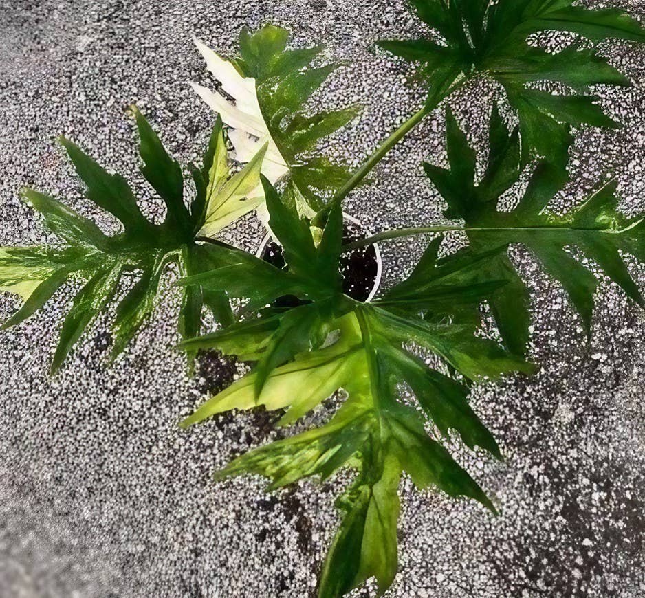 Philodendron warscewiczii variegated TC Plantlet