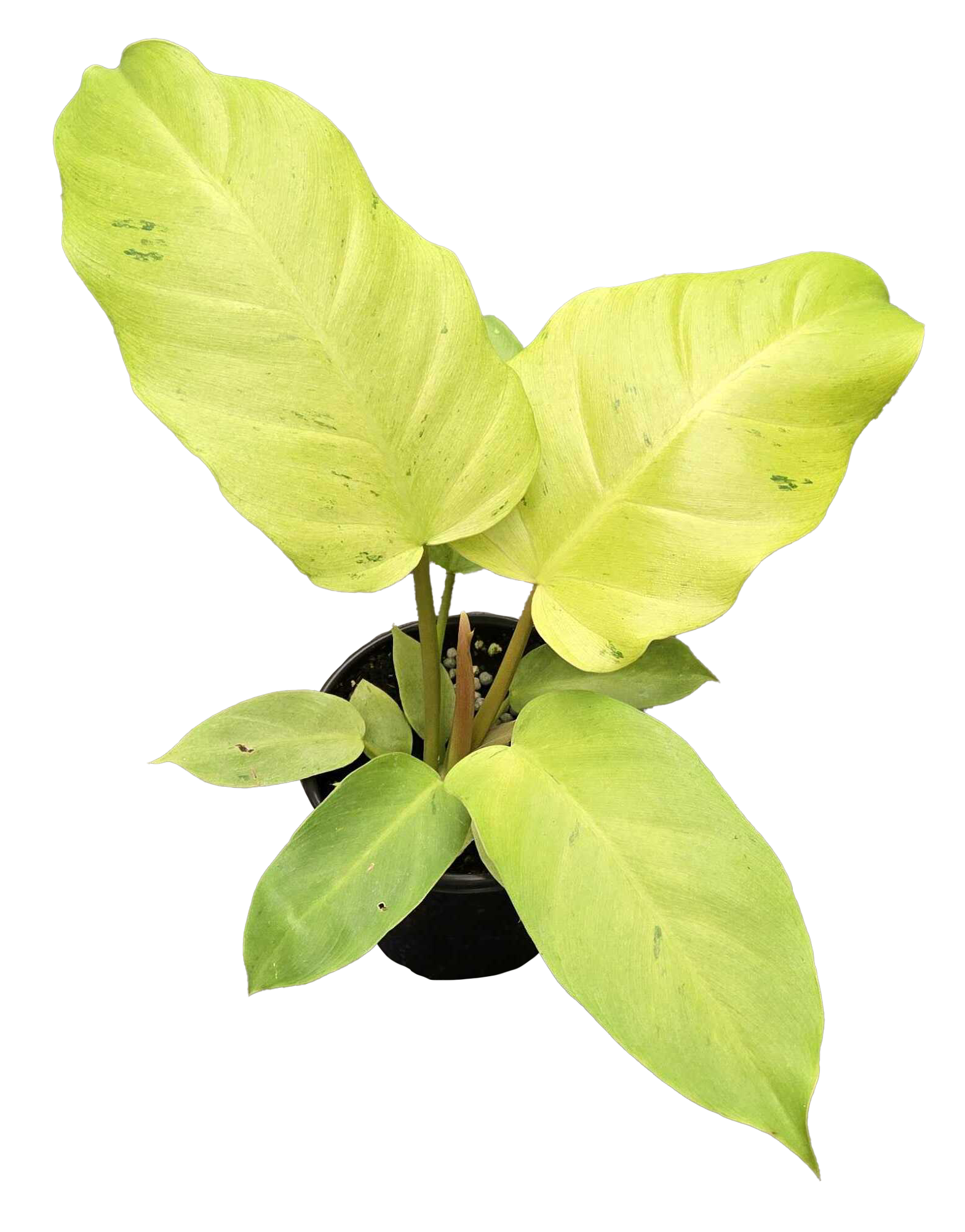 Philodendron Snowdrift