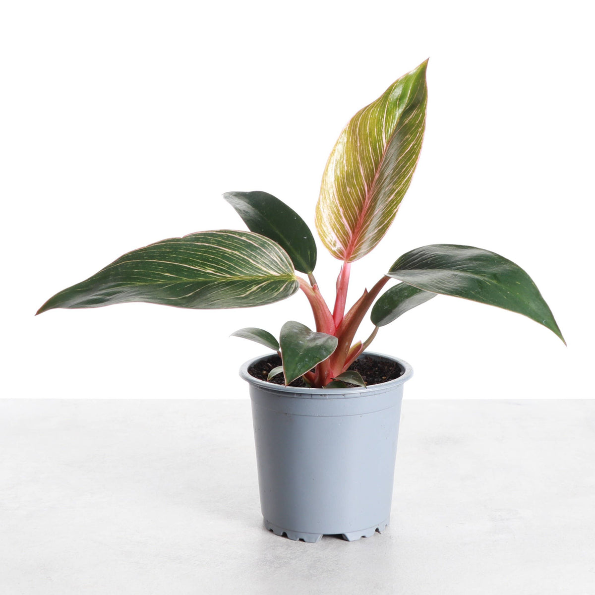 Pink Philodendron Birkin - Live Plant - Rare