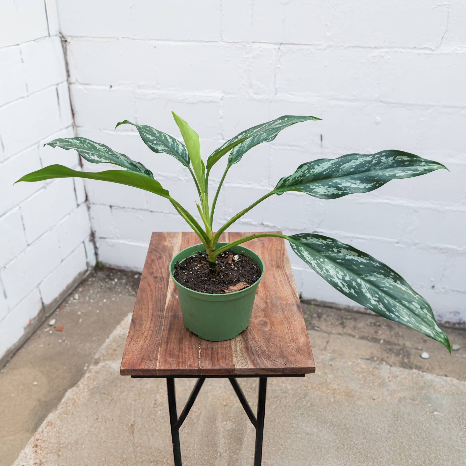 Shade Aglaonema (Aglaonema spp.)