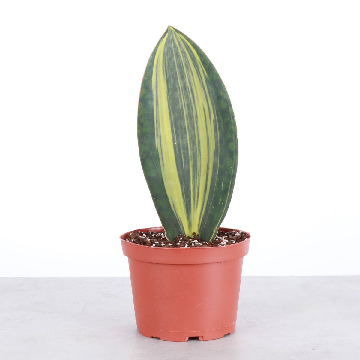 Variegated Whale Fin Snake Plant - Live Plant - Rare