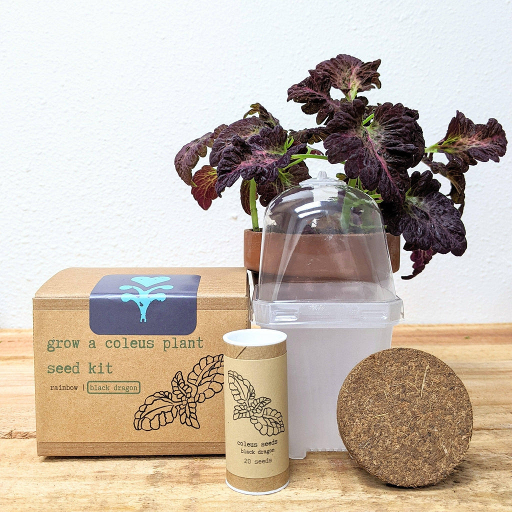 Houseplant Seed Kit