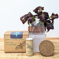 Houseplant Seed Kit
