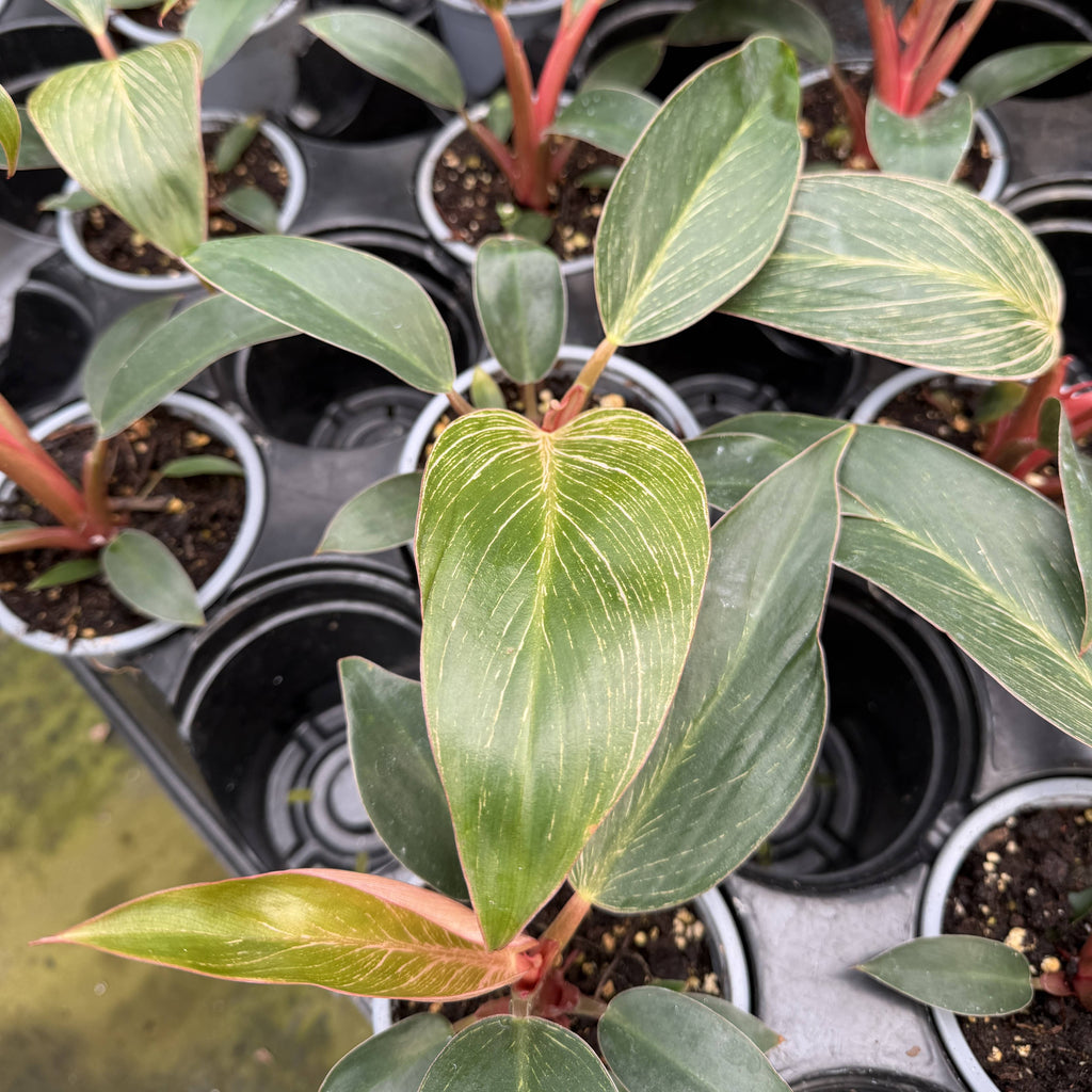 Pink Philodendron Birkin - Live Plant - Rare