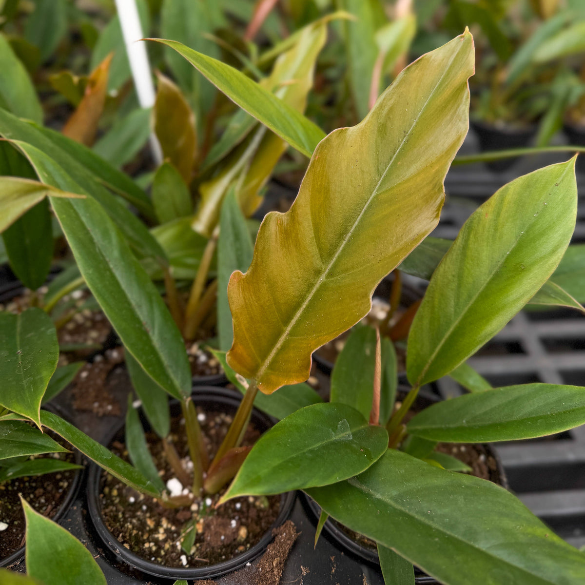 Choco Empress Philodendron - 4" Live Plant