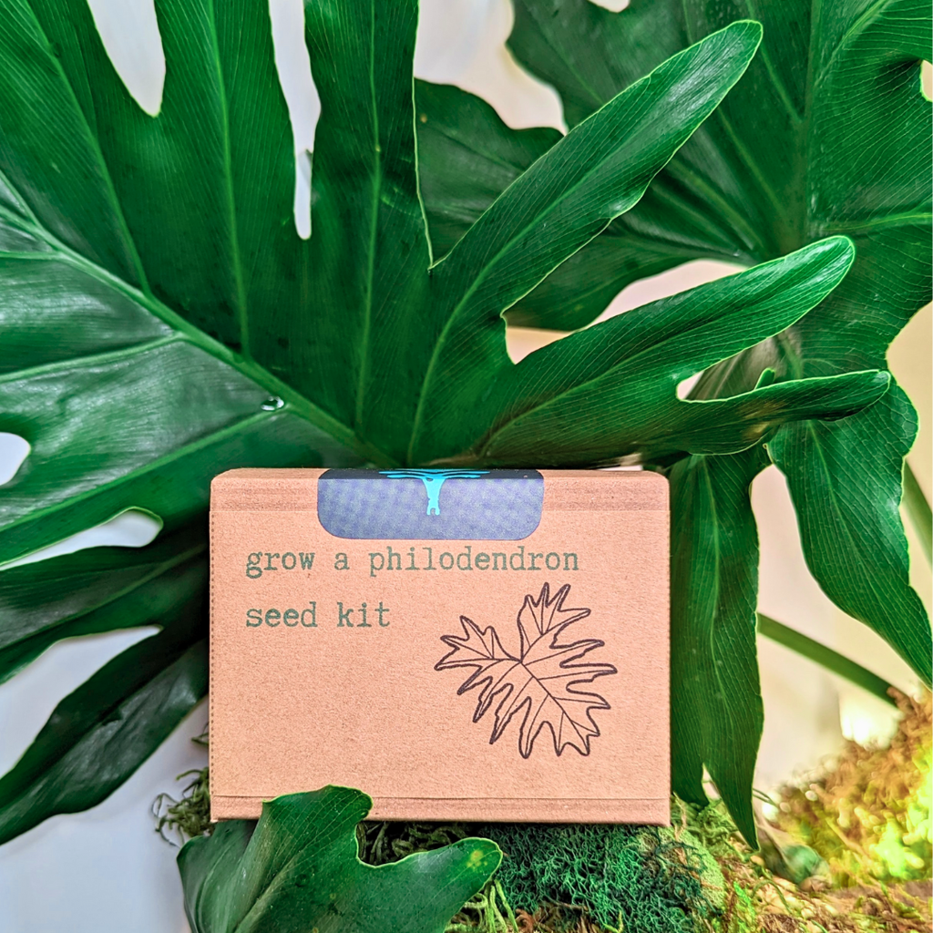 Houseplant Seed Kit