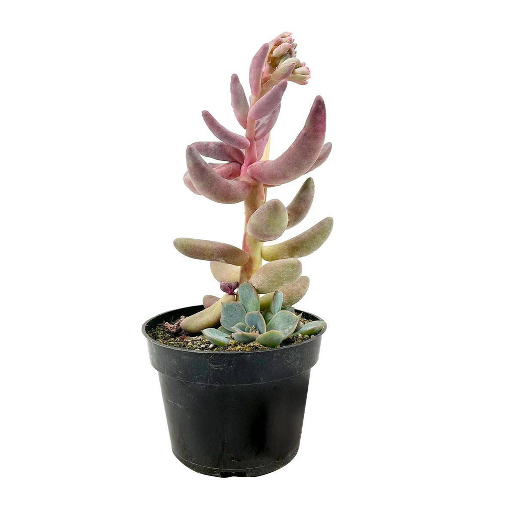 Rare Pachysedum Ganzhou Pink Succulent
