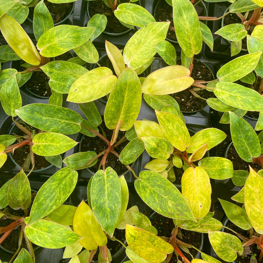 Painted Lady Philodendron - Live Plant - Rare