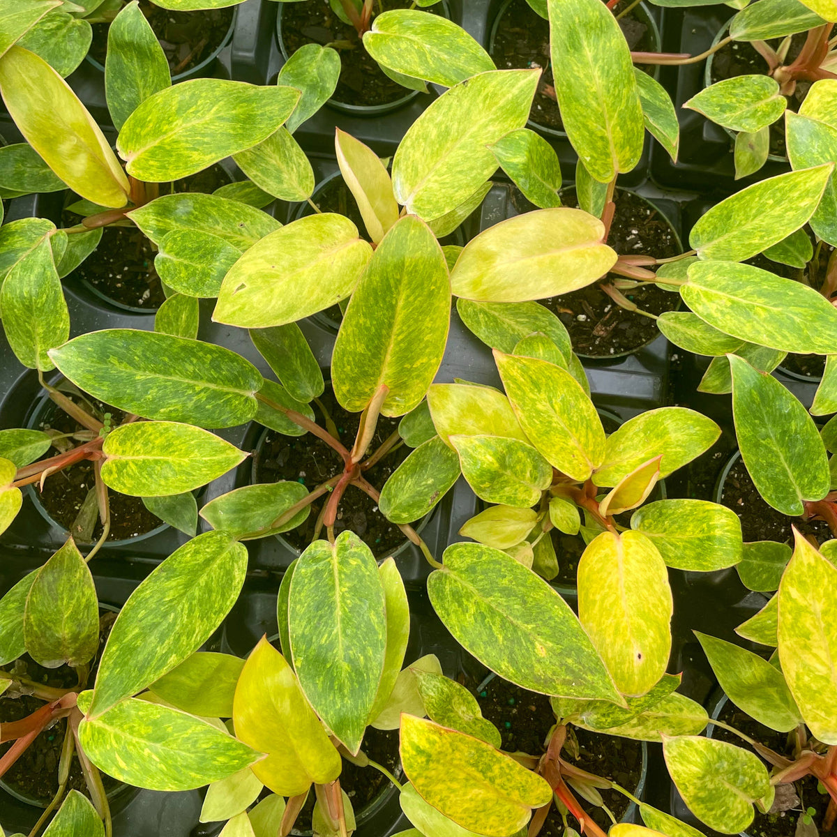 Painted Lady Philodendron - Live Plant - Rare
