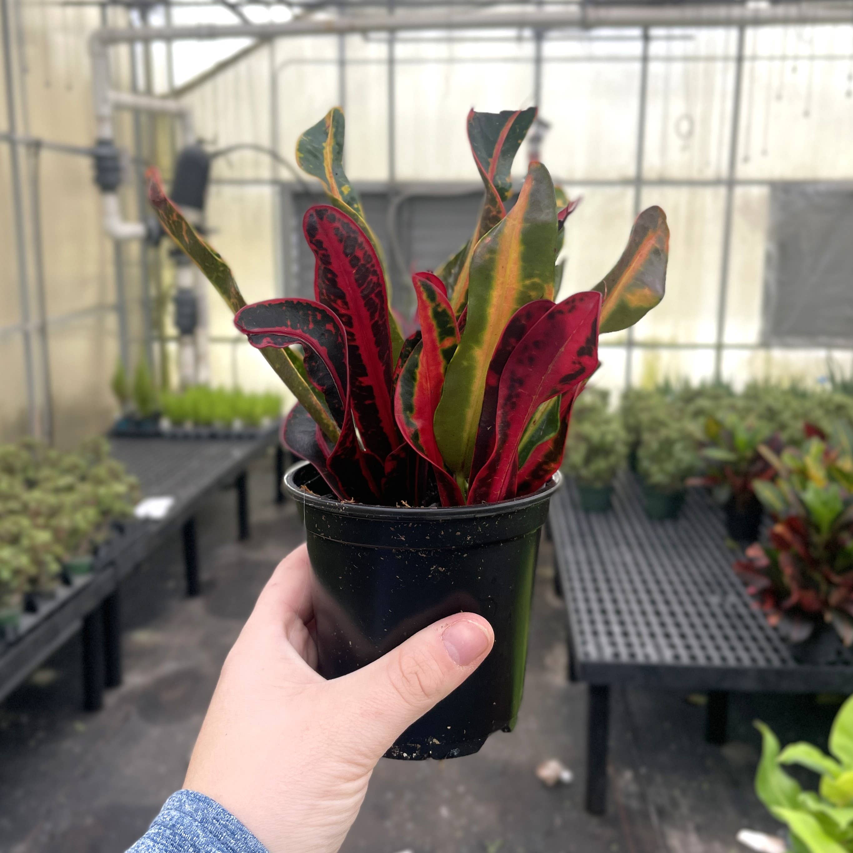 Mammy Croton - Live Plant