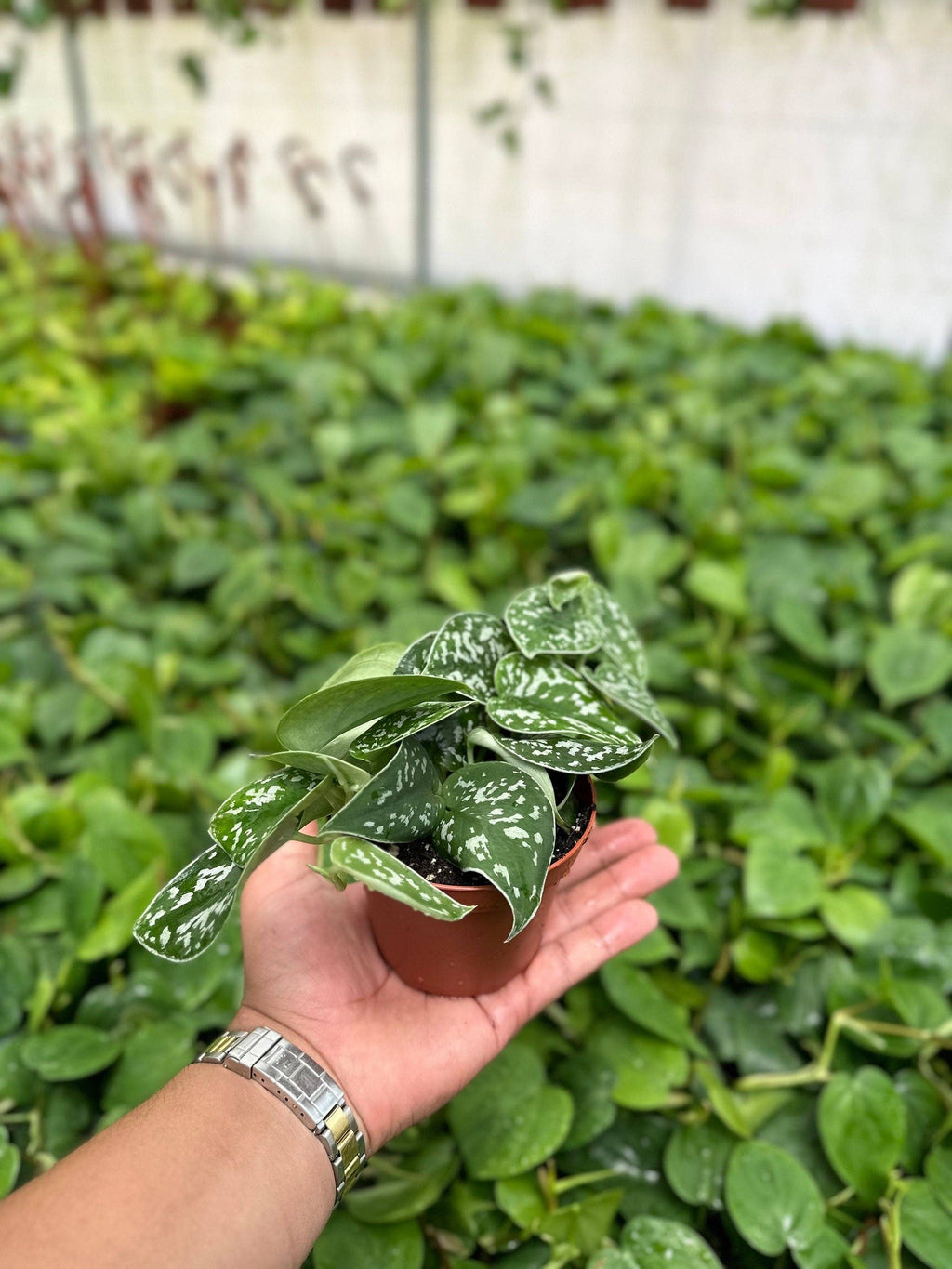 Trailing Satin Pothos Scindapsus Pictus Argyraeus