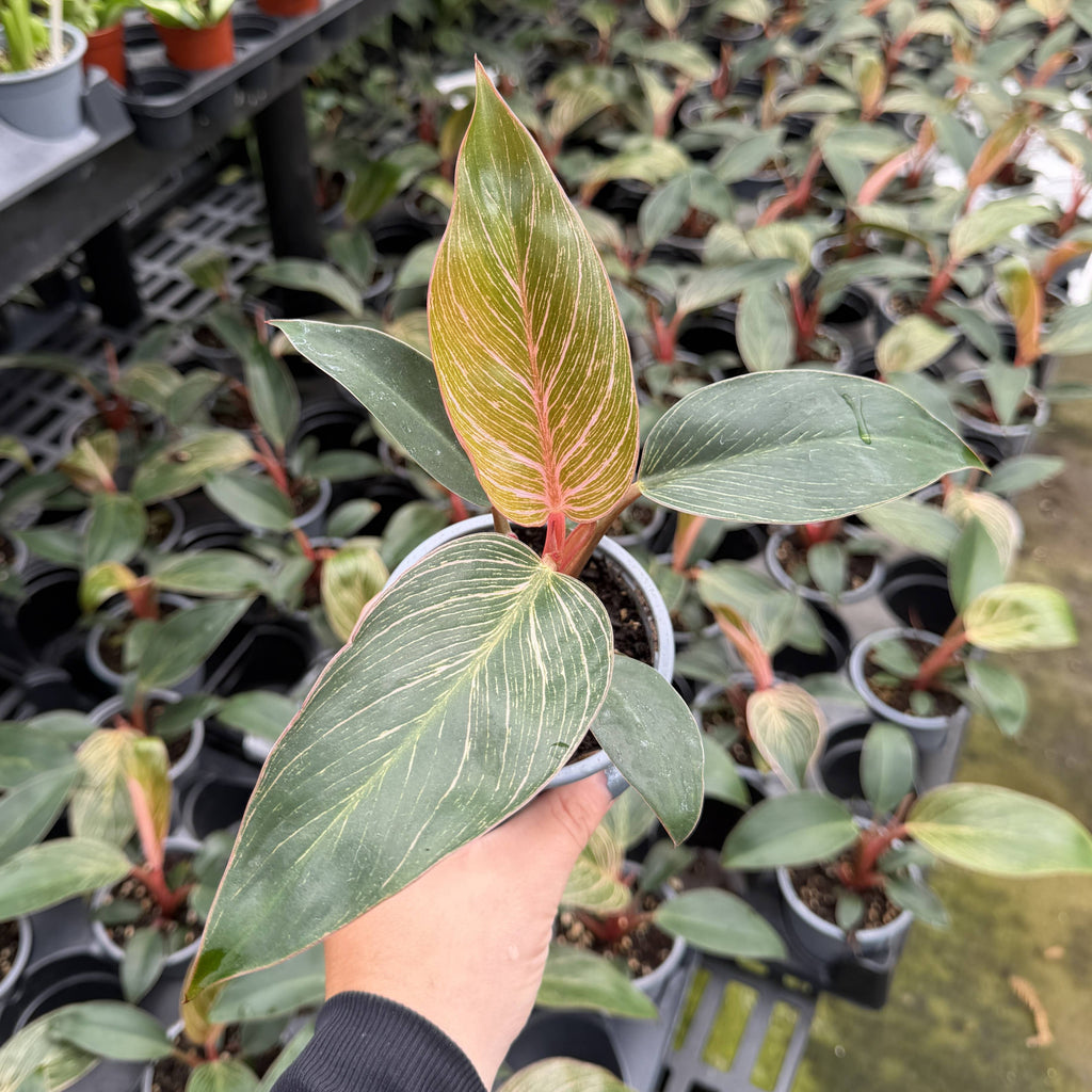Pink Philodendron Birkin - Live Plant - Rare