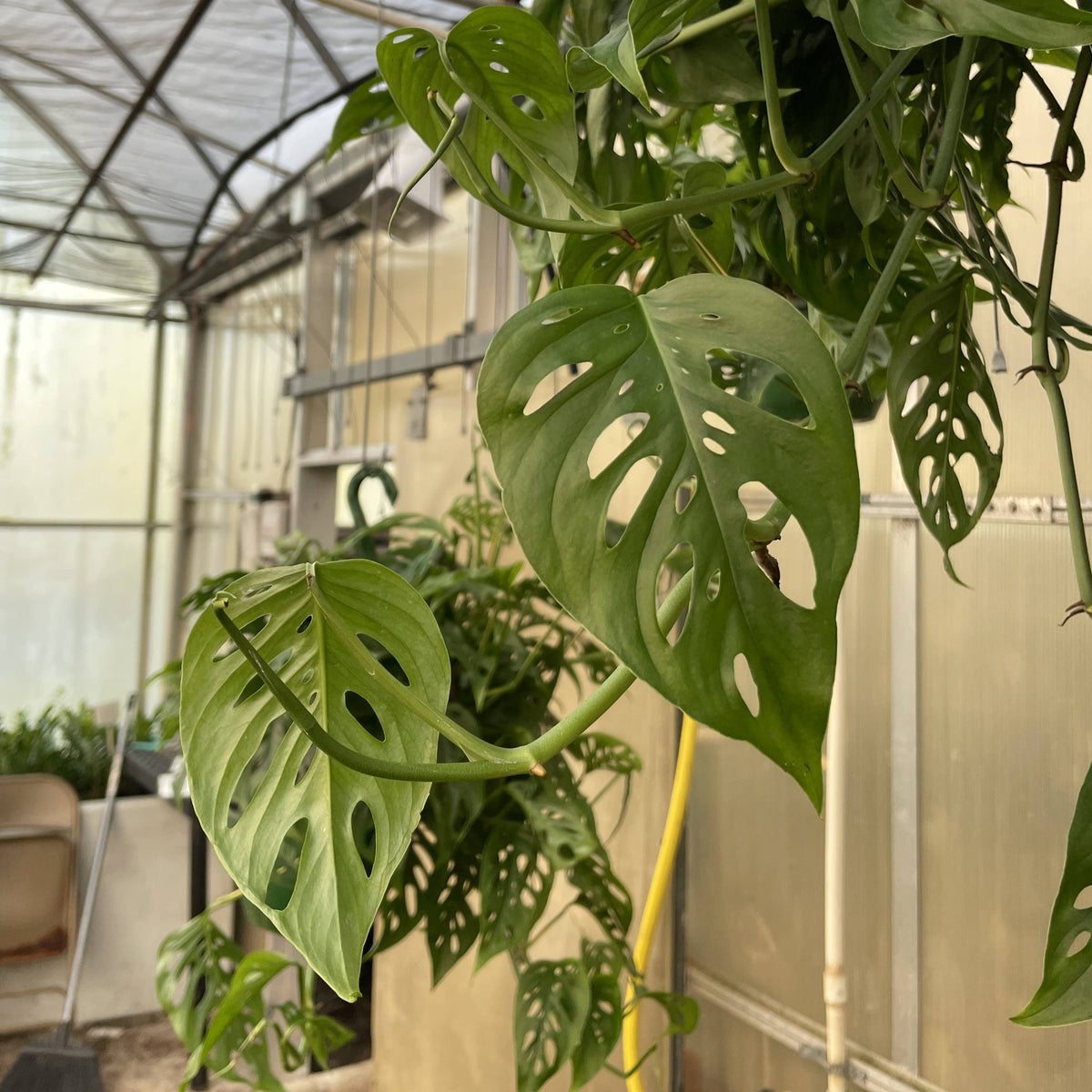 Swiss Cheese Hanging Basket - 8" Live Plant
