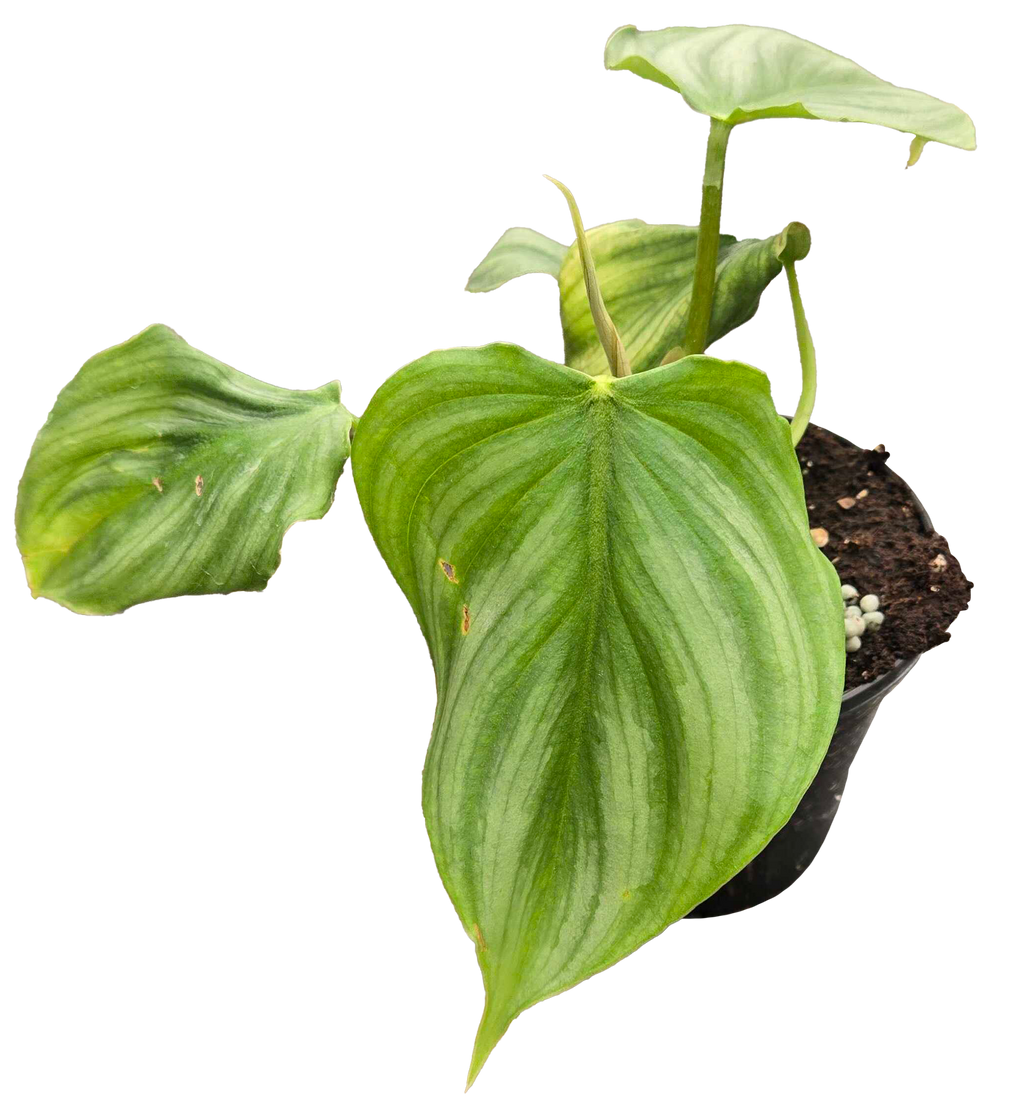 Philodendron Pastazanum x Plowmanii