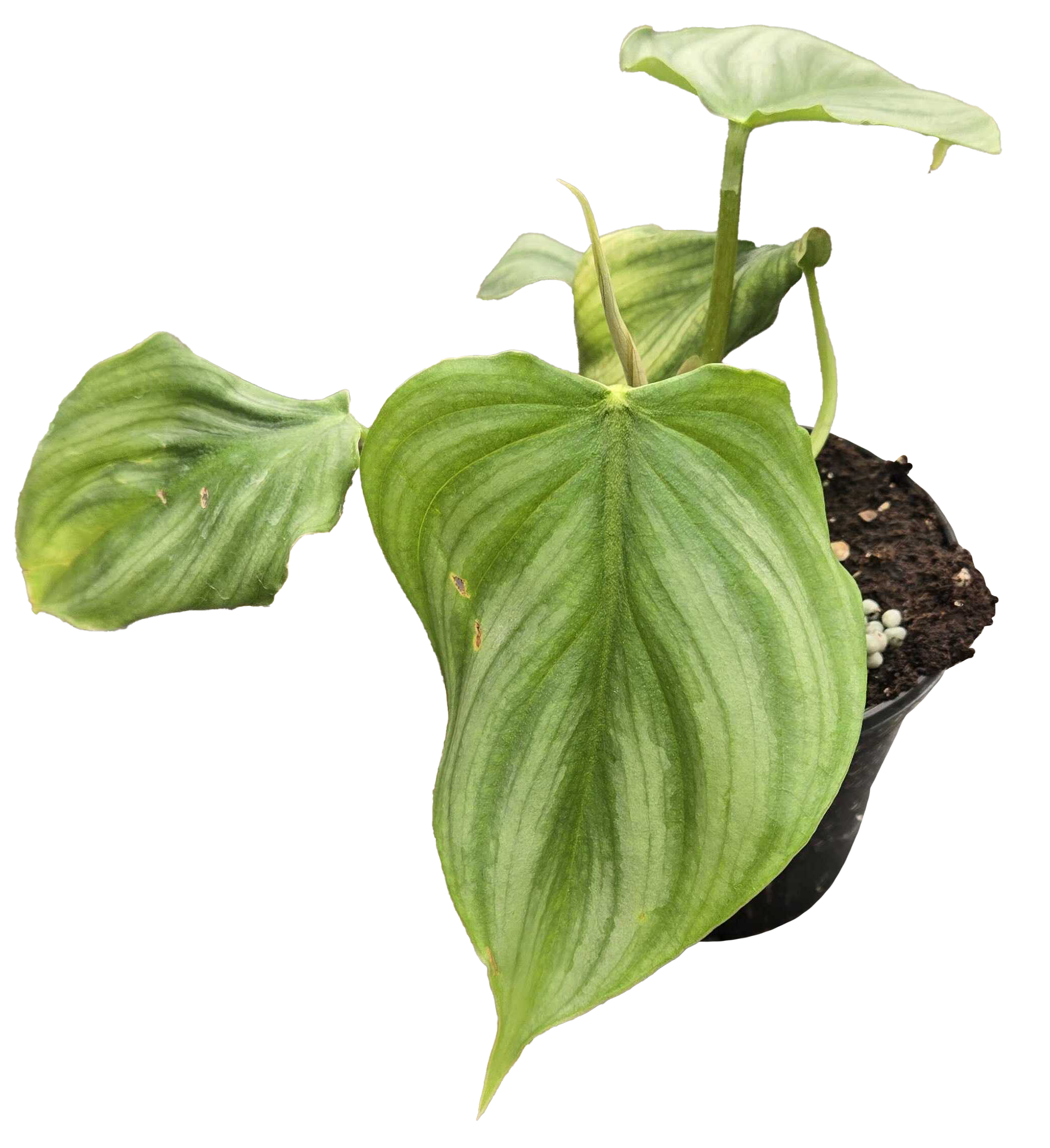 Philodendron Pastazanum x Plowmanii