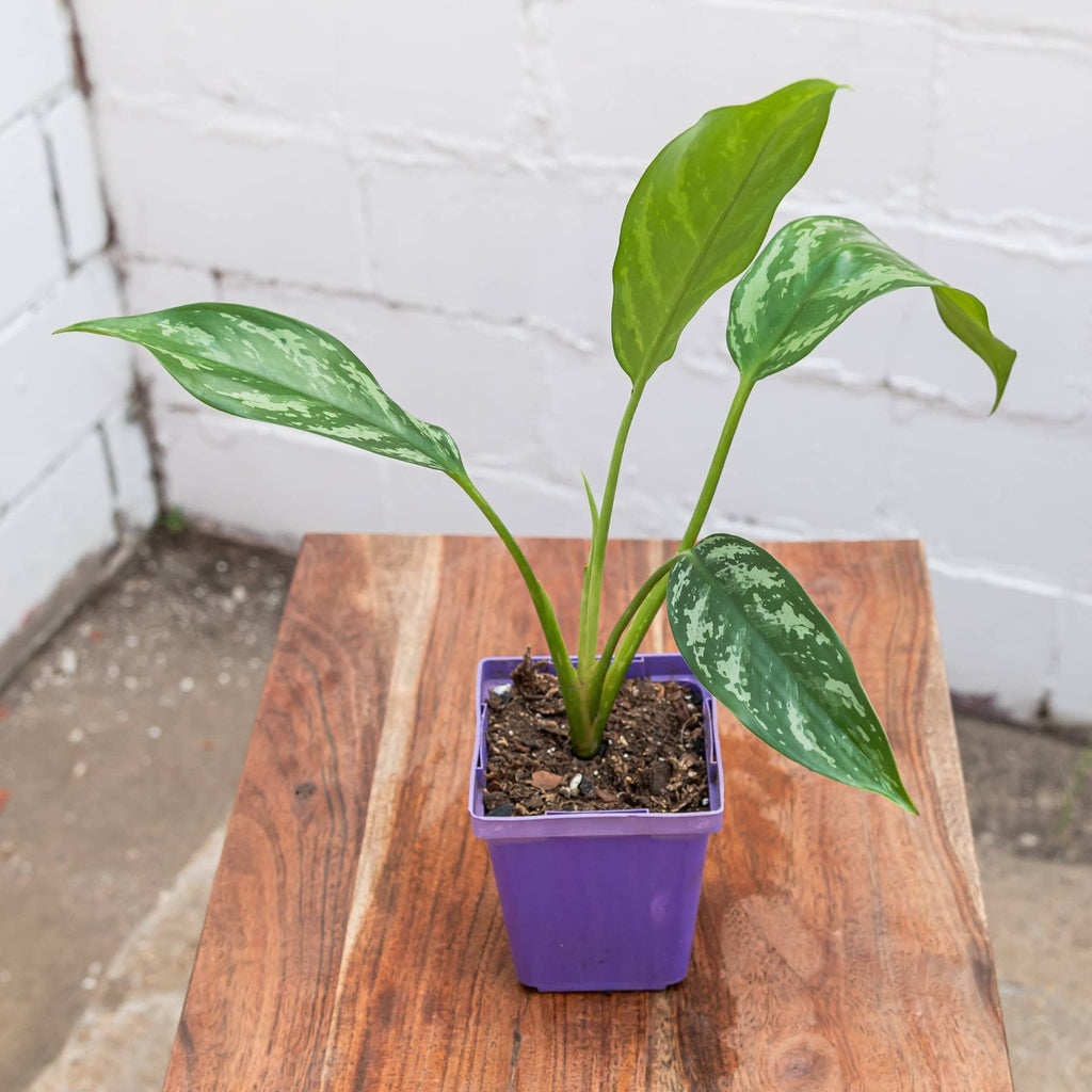 Shade Aglaonema (Aglaonema spp.)