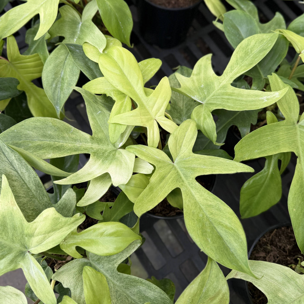 Florida Ghost Philodendron - 5.5" Live Plant - Rare Species