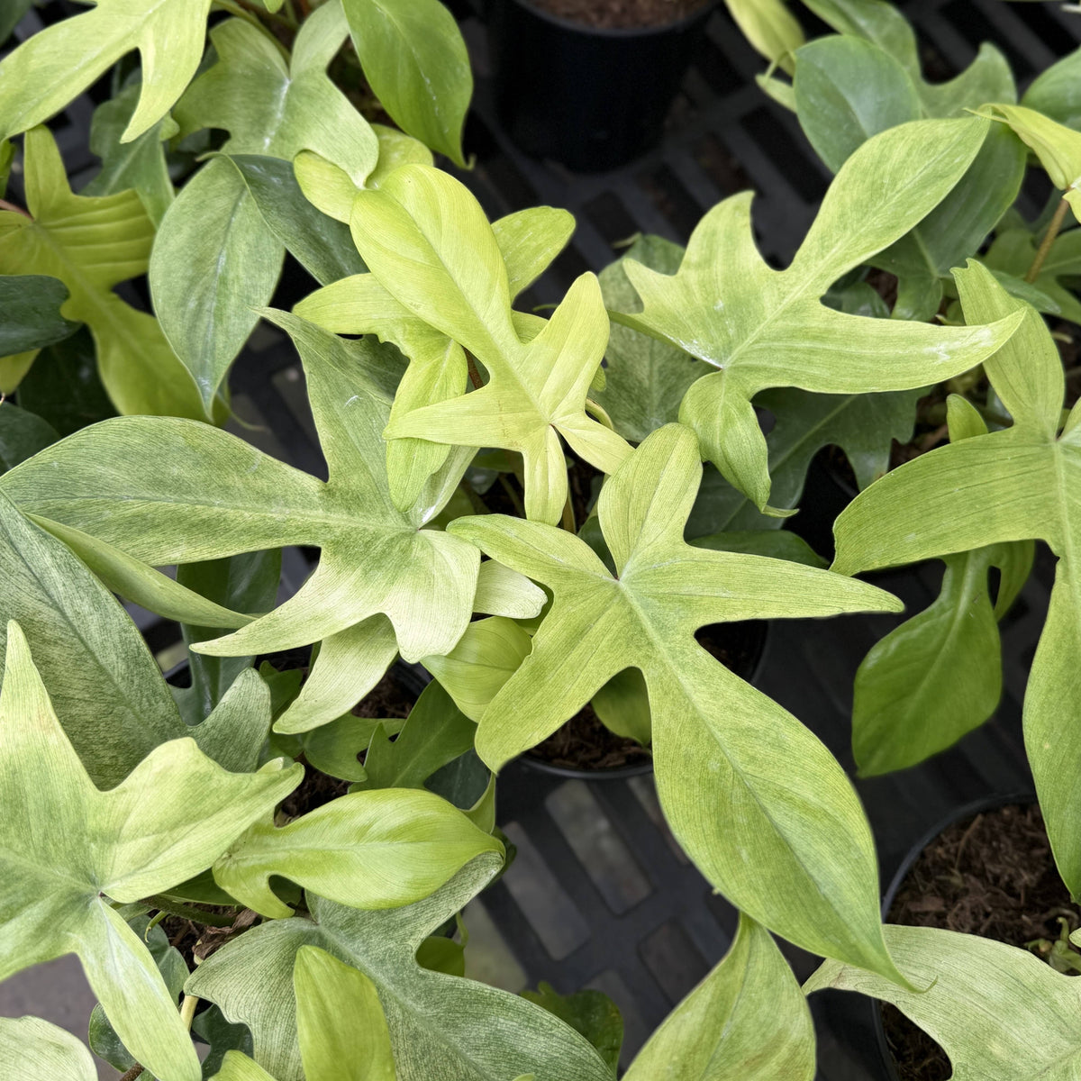 Florida Ghost Philodendron - 5.5" Live Plant - Rare Species