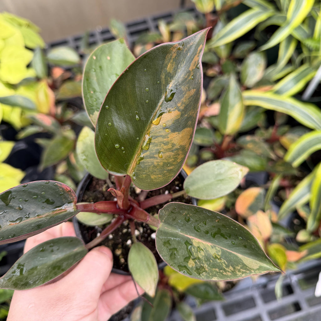 Philodendron Red Congo Variegated - 4" Live Plant - Rare