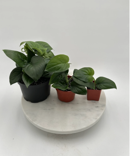 Scindapsus Jade Satin - 6" from MyPlants
