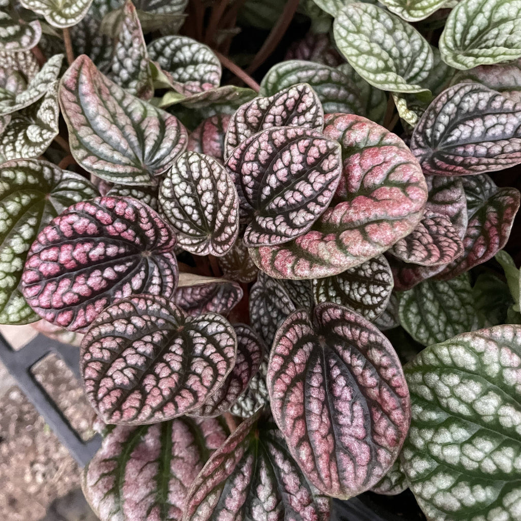 Peperomia Robella Pink - 4" Live Plant