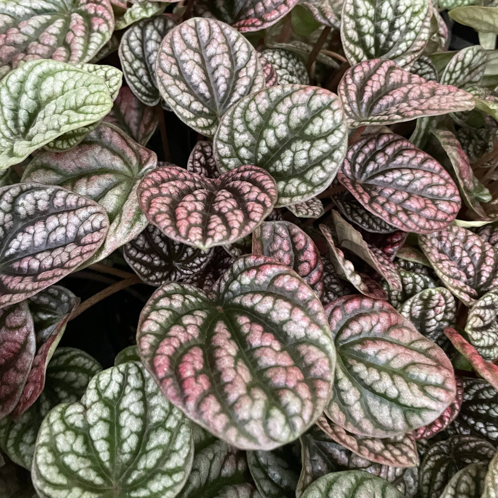 Peperomia Robella Pink - 4" Live Plant