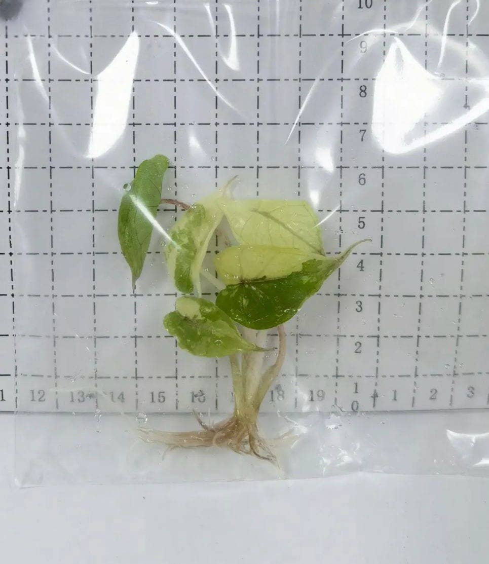 Alocasia "Yucatán Princess" variegated Aurea TC Plantlet