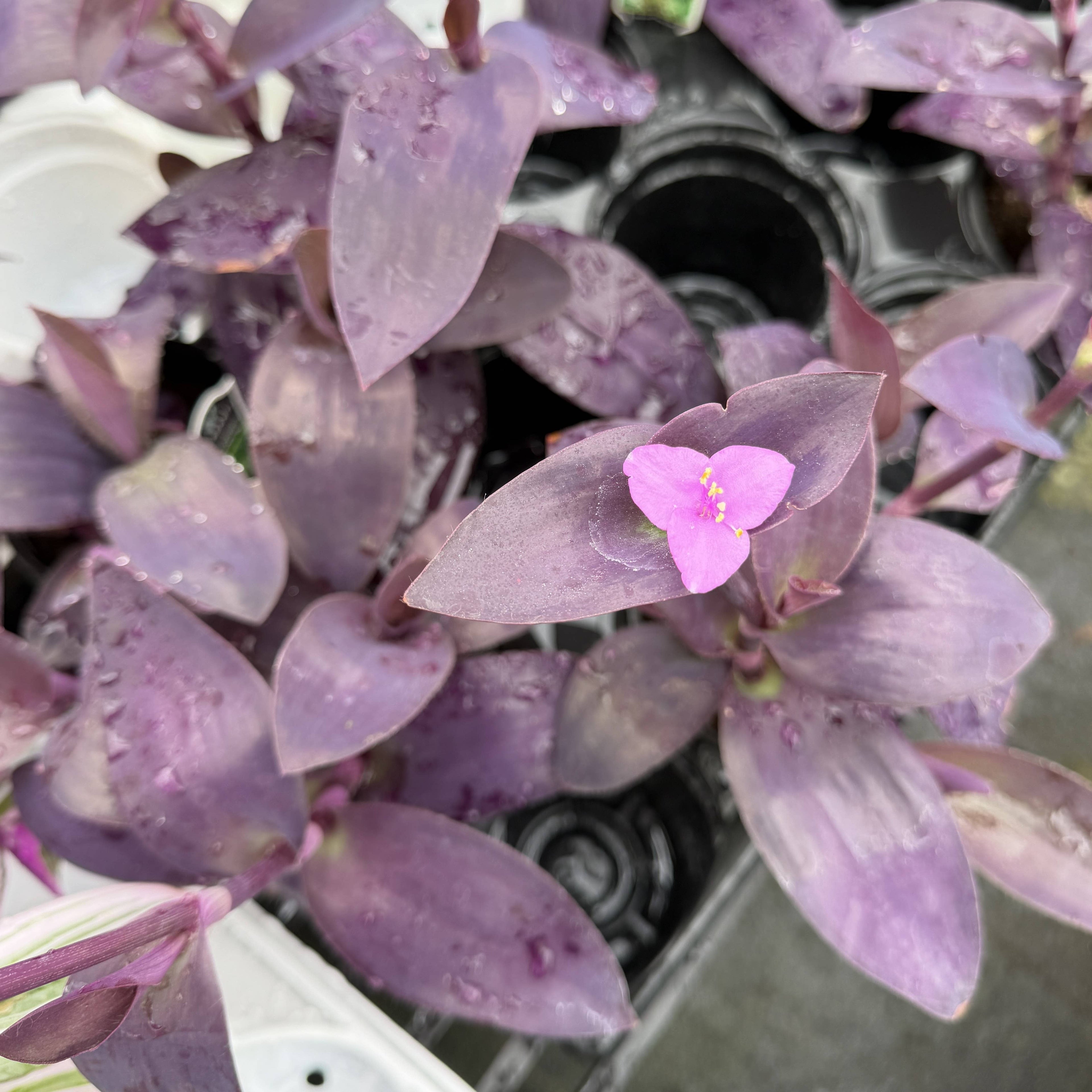 Tradescantia Purple Queen - 4" Live Plant