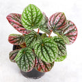 Peperomia Robella Pink - 4" Live Plant