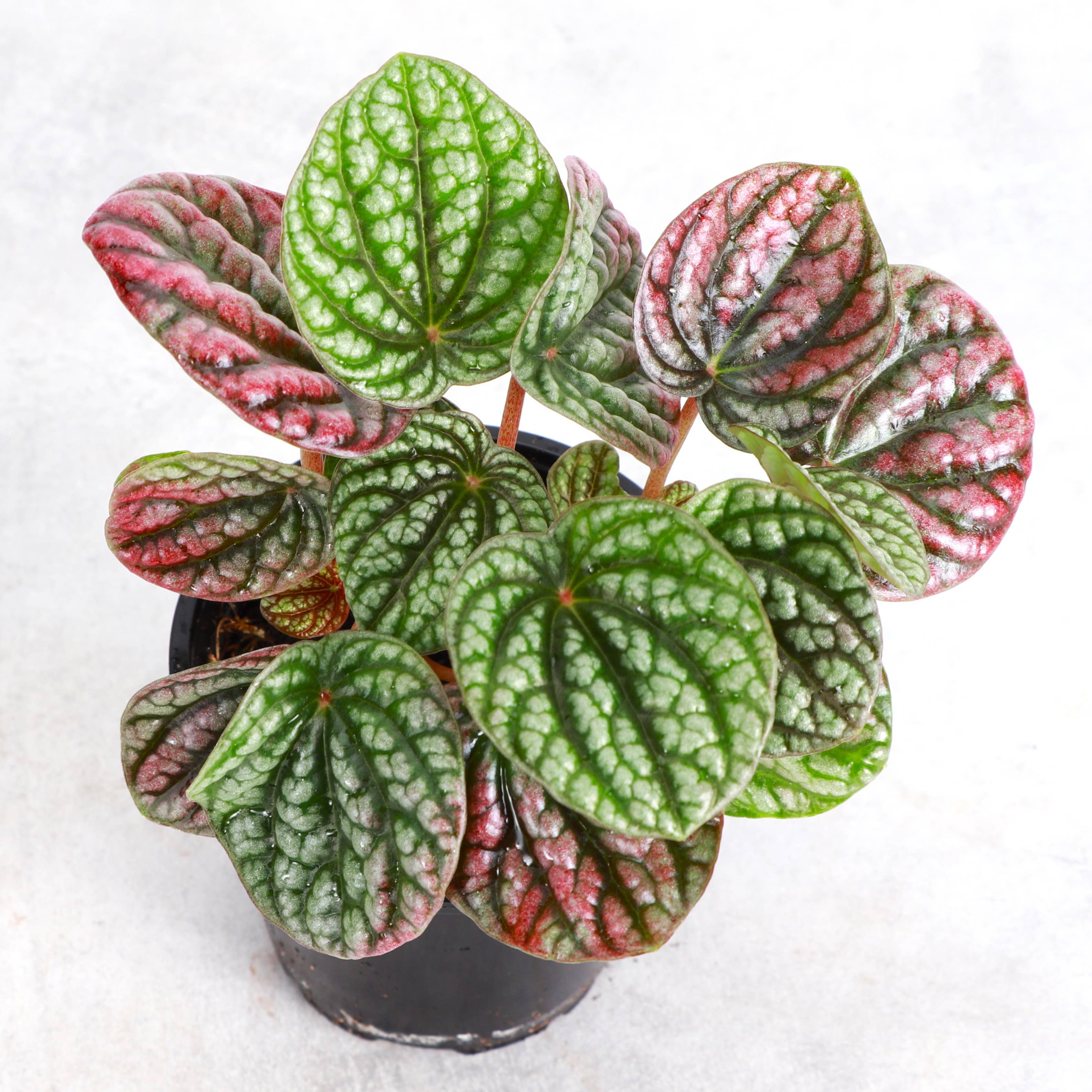 Peperomia Robella Pink - 4" Live Plant