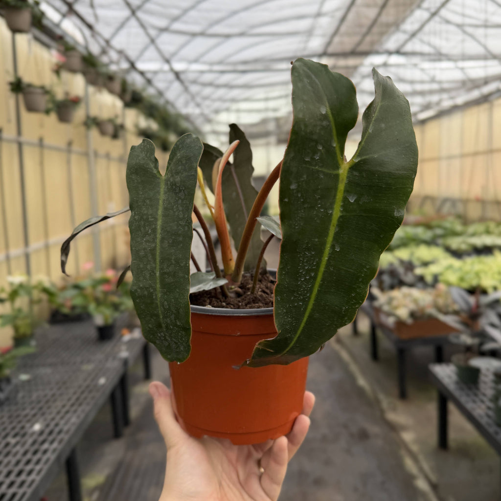 Black Form Philodendron Billietiae - Live Plant - Rare