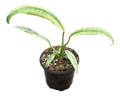 Epipremnum Giganteum Marble Variegated 4 inch Grower Pot