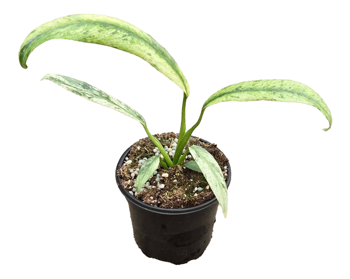 Epipremnum Giganteum Marble Variegated 4 inch Grower Pot